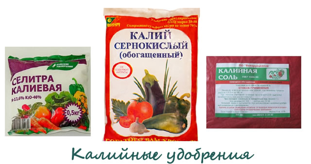 Калийные удобрения для крыжовника
