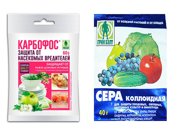 Крыжовник Белорусский сахарный защита от вредителей