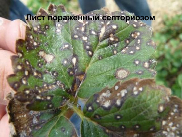 Проявление септориоза на крыжовнике