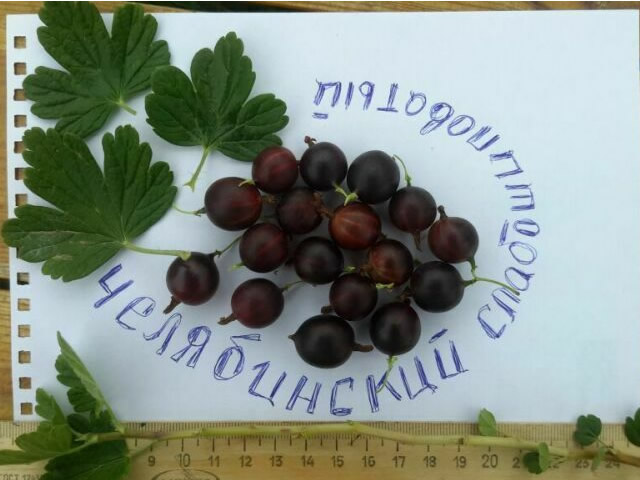 Ягоды шиповника сорта Челябинский слабошиповатый