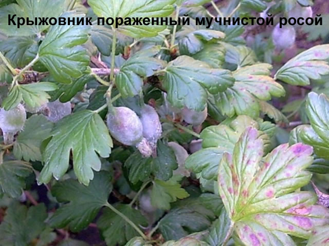 Куст крыжовника пораженный мучнистой росой