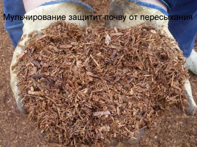 Мульчируем крыжовник