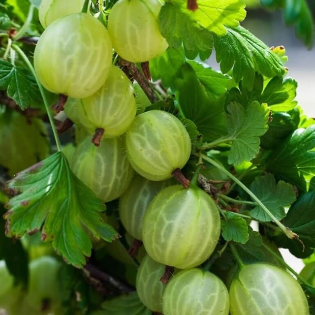 Крыжовник сорт Малахит