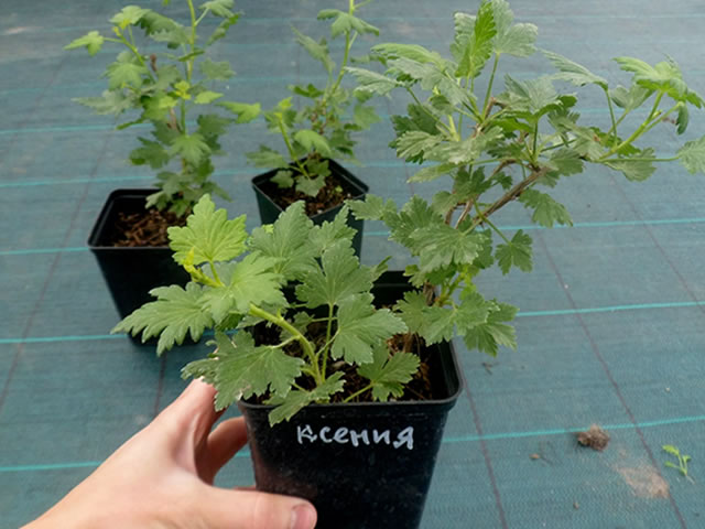Саженец крыжовника Xenia