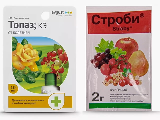 Топаз и Строби для обработки крыжовника