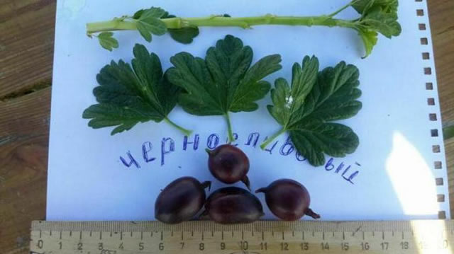 Ягоды, стебель, листья крыжовника Черносливовый