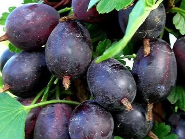 Темные поды сорта Грушенька