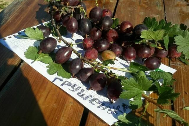 Крупные плоды крыжовника Грушенька