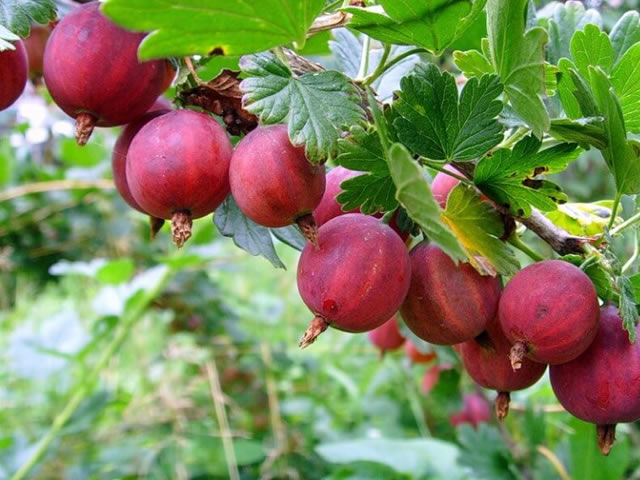 Крыжовник сорт Колобок