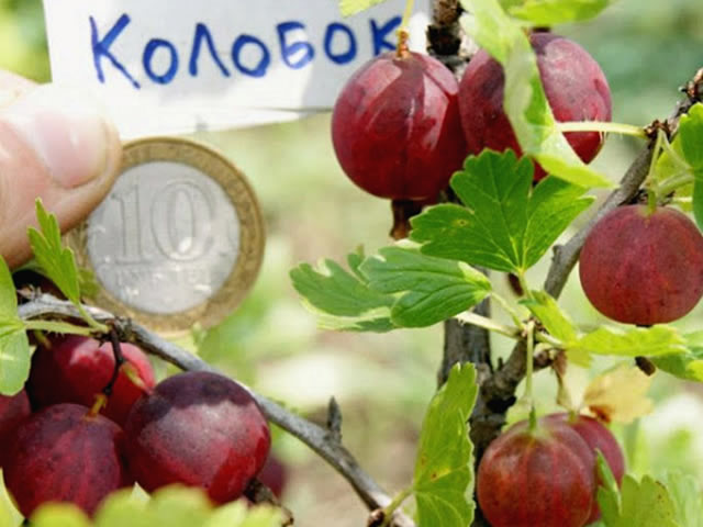 Крупные плоды крыжовника Колобок