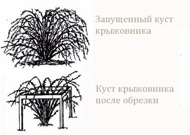 Обрезка крыжовника