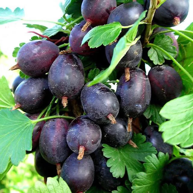 Крыжовник сорт Командор