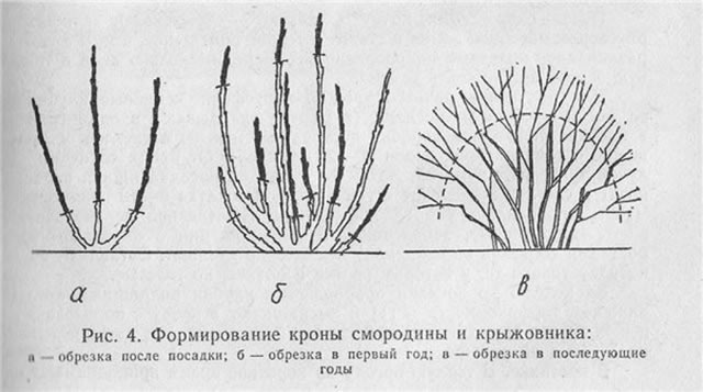 Обрезка крыжовника