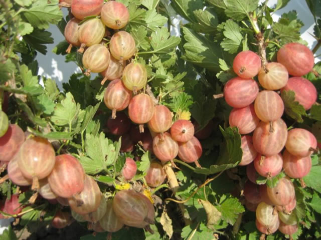 Крыжовник сорт Конфетный