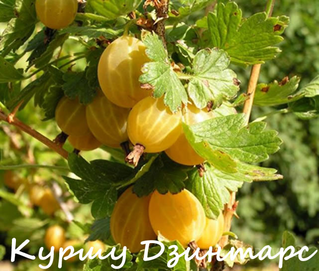 Крыжовник сорт Куршу Дзинтарс