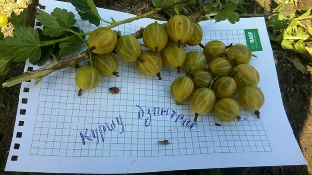 Ягоды Куршу Дзинтарс