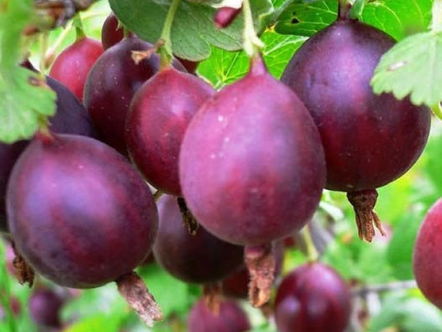 Крыжовник сорт Куйбышевский