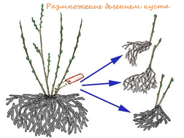 Размножение крыжовника делением куста