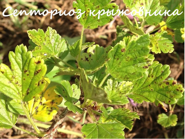 Септориоз на крыжовнике