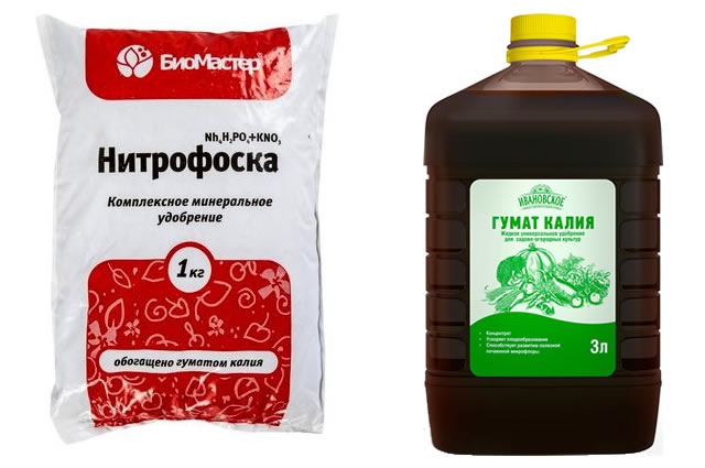 Удобрения для подкормки крыжовника Медовый