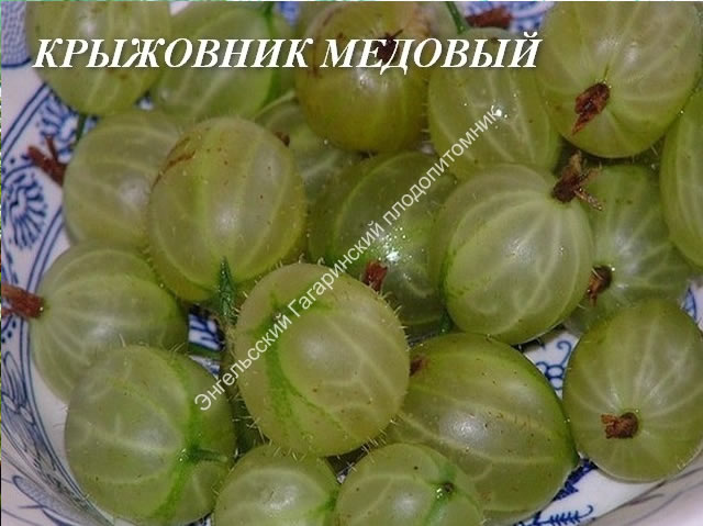 Плоды крыжовника Медовый