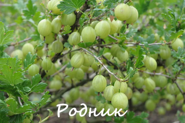 Сорт крыжовника Родник
