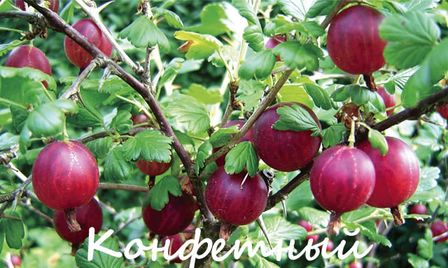 Крыжовник Конфетный - очень сладкий сорт для Подмосковья