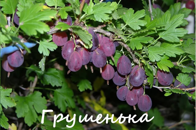 Грушенька - отличный сорт крыжовника для Подмосковья