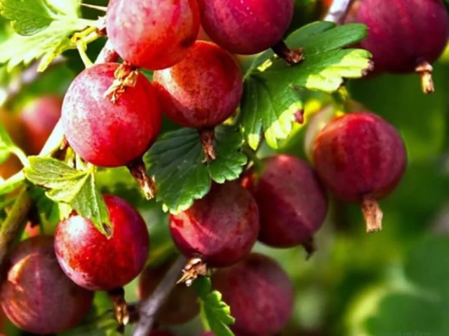 Вкусные ароматные ягоды Розовый 2