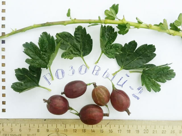 Листья, ягоды, стебли Розовый 2