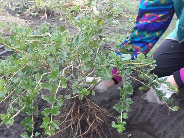 Пересадка крыжовника Розовый 2