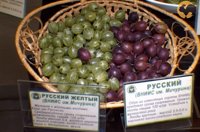 Сравнение ягод по цвету и размеру: крыжовник Русский желтый и Русский