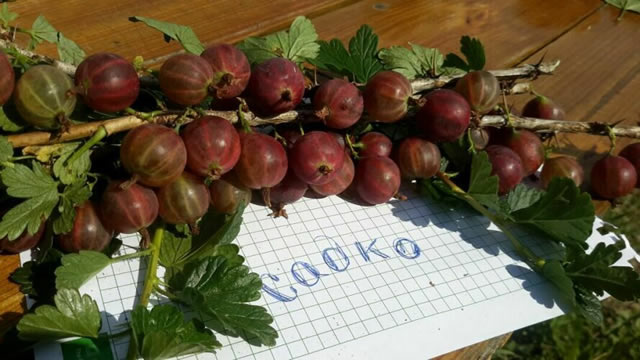 Стебель крыжовника Садко с плодами