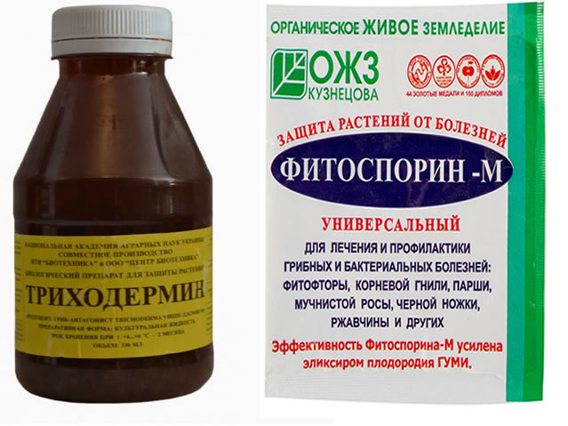 Триходермин и Фитоспорин-М для весенней обработки крыжовника