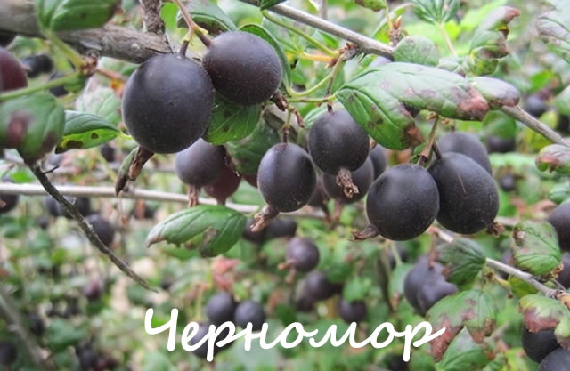 Крыжовник сорт Черномор