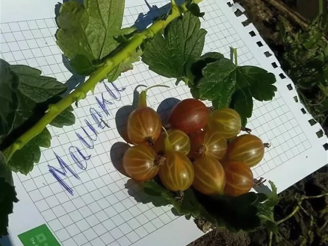 Побеги, листья, плоды крыжовника Машека