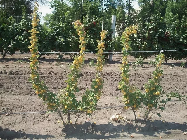 Обрезка крыжовника для выращивания на шпалере