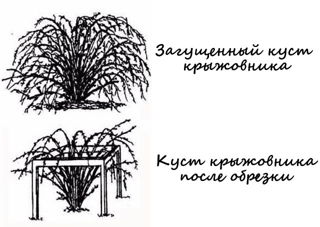 Загущенный куст и куст крыжовника после весенней обрезки