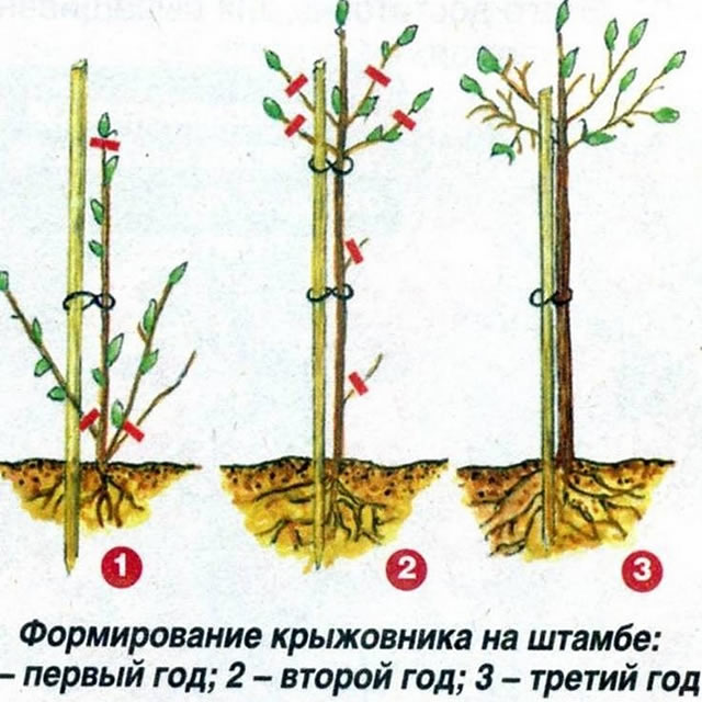 Штамбовая обрезка крыжовника