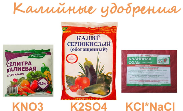 Калийные удобрения для подкормки крыжовника весной