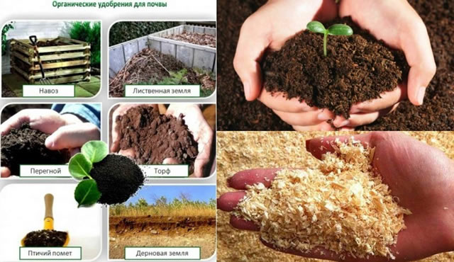 Органические удобрения для крыжовника