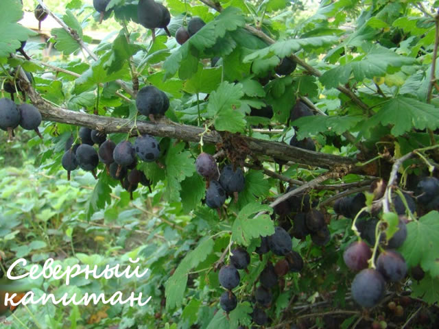 Крыжовник сорт Северный капитан