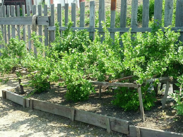 Кусты крыжовника Северный капитан