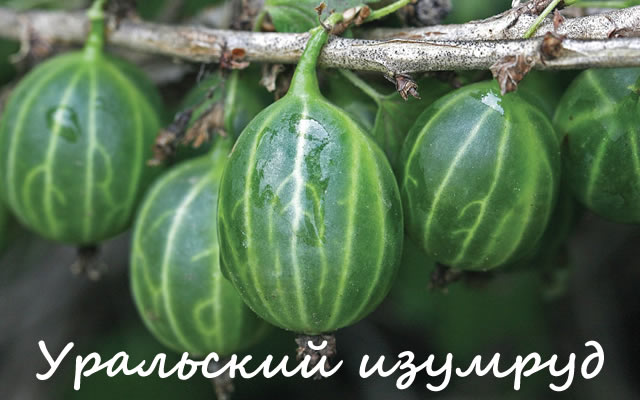 Уральский изумруд - сорт крыжовника для Урала и Сибири