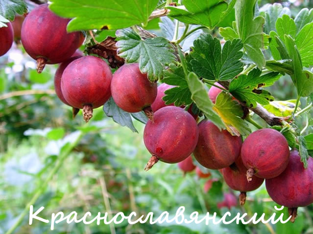 Краснославянский - сорт крыжовника для Урала и Сибири