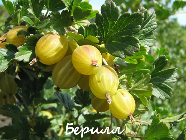 Берилл - сорт крыжовника для Урала и Сибири