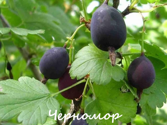 Черномор - сорт крыжовника для Урала и Сибири