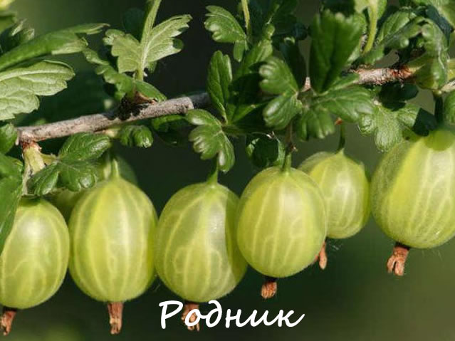 Родник - сорт крыжовника для Урала и Сибири