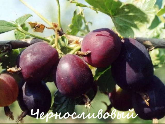 Черносливовый - крыжовник для Урала и Сибири