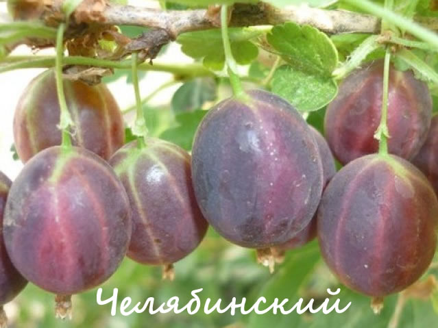 Челябинский слабошиповатый - крыжовник для Урала и Сибири
